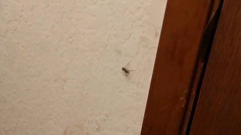Spider in bedroom Stock Footage 79050559