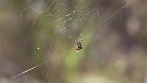 Spider behavior in the natural environment. Stock Footage 318585632