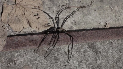 Spider being swarmed by ants Stock Footage 83433687