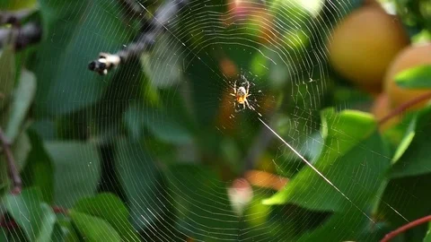 Spider between fruit trees Stock Footage 77261287