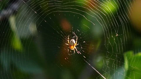 Spider between fruit trees Stock Footage 77261291