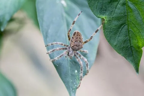 Spider between leaves Stock Photos