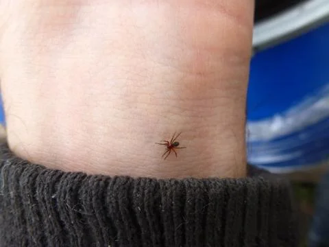 Spider bites the hand. The man is afraid Stock Photos