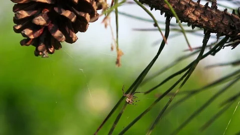 Spider bites the web, close up Video stock 88461938