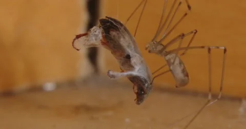 Spider Biting and Netting a Bug Stock Footage 169051927