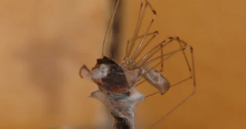 Spider biting and Netting its Prey Stock Footage 169064160