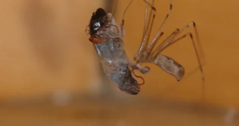 Spider biting and Webbing its Prey Stock Footage 169066192