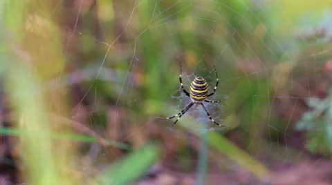 Spider, black and yellow Stock Footage 55368368