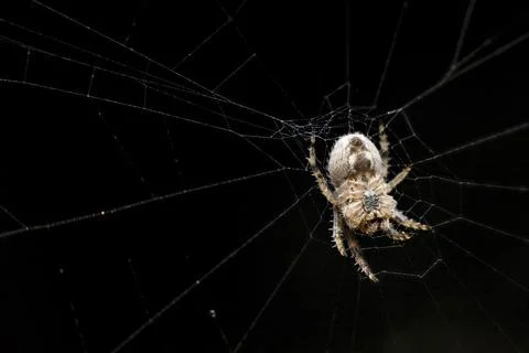 Spider on black background close up. Orb Weaver on its web in the dark macr.. Foto stock
