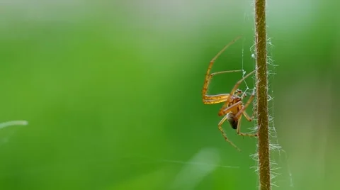 Spider on a blade of grass Stock Footage 42382752
