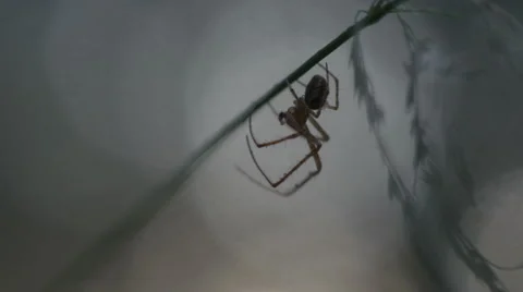 Spider on a blade of grass macro Stock Footage 69003127
