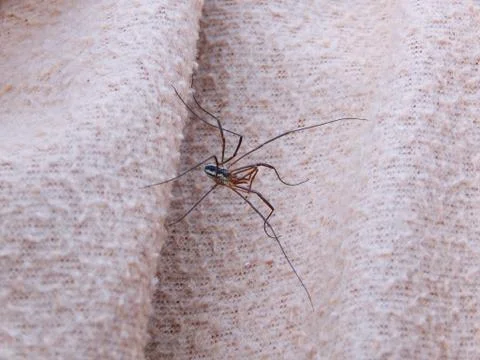 Spider on the blanket Stock Photos