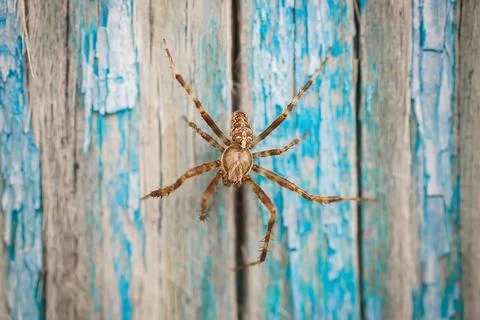 Spider on a blue background. Stock Photos