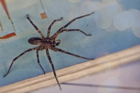 Spider on a blue book. Stock Photos