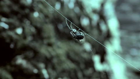 Spider on a blurred background 库存影片 149016178