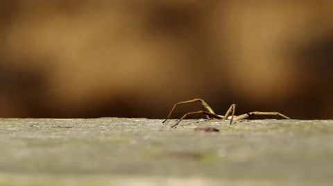 Spider on board Stock Footage 38093014