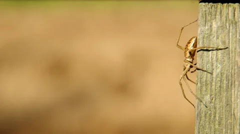 Spider on board Stock Footage 38093329