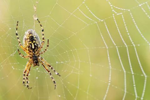 Spider from the bottom on a cobweb Stock Photos