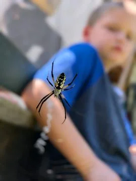 Spider boy Stock Photos