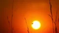The spider braids spider web at sunset (sunrise) background HD Footage