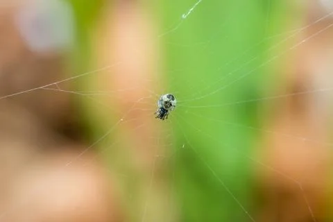 The spider braids the web Stock Photos