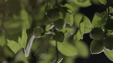 Spider on a branch of an apple tree Stock Footage 157215145