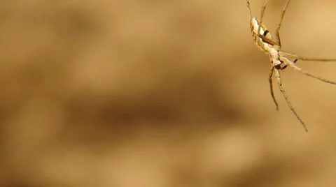 Spider on a branch Stock Footage 38086407