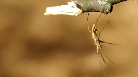 Spider on a branch Stock Footage 38089380