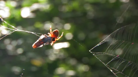 Spider with Breakfast Stock Footage 24968763