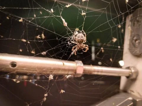 Spider on a brigde Stock Photos