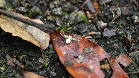 Spider on a brown leaf background with autumn morning dew. Stock Footage 225040887