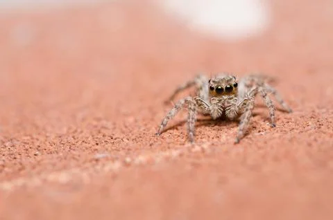 Spider on brown wall background Stock Photos