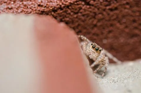 Spider on brown wall background Stock Photos