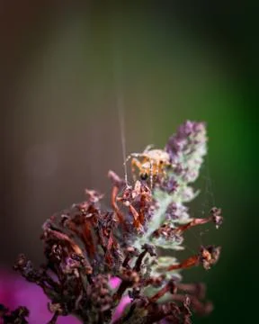 Spider on Buddleja flowers Stock Photos