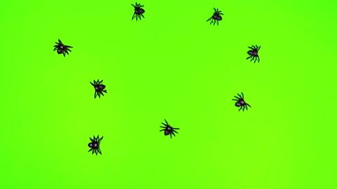 Spider Bugs on Green Screen Stop Motion Stock Footage 306736986