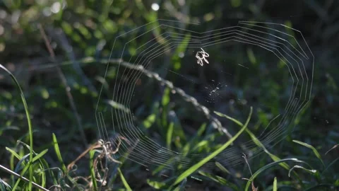 Spider Building Backlit Orb Web Near Ground in Linz, Austria Stock-Footage 343528376