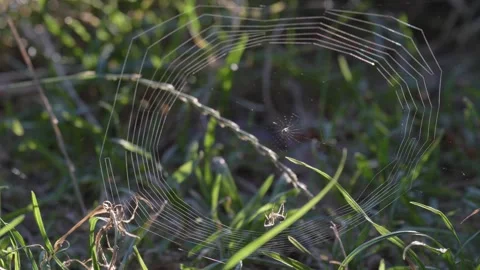 Spider Building Backlit Orb Web in Real Time Near Ground Stockbeeldmateriaal 343528676