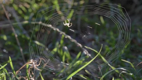 Spider Building Backlit Orb Web in Real Time Near Ground 库存影片 343542262