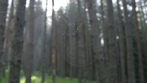 Spider Building A Cobweb Stock Footage 96024665