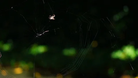 A spider building his web in Ascona, wide angle Stock Footage 127863688