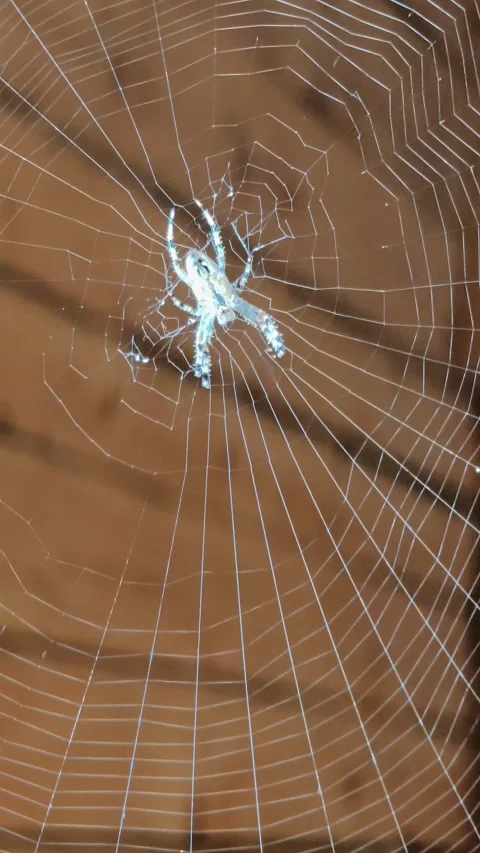 Spider building intricate orb web in nature Stock Footage 344799951