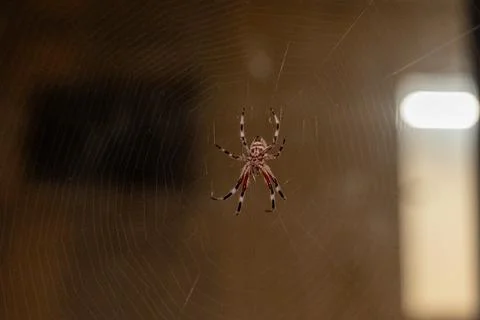 Spider building its intricate web at night Stock Photos