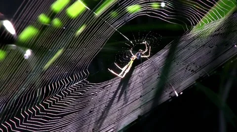 Spider building its web. Video stock 62913421