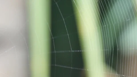 Spider building its web Stock Footage 96119127