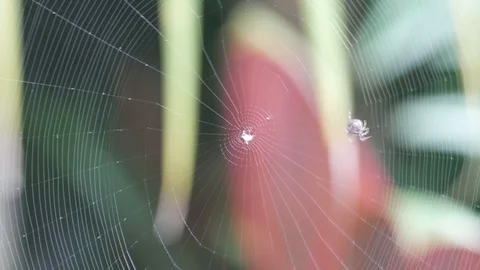 Spider building its web Stock Footage 96120069