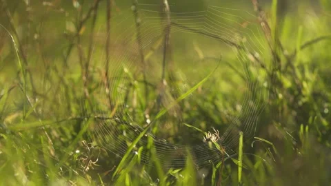 Spider Building Orb Web in Morning Backlight Near Ground 動画素材 343544201