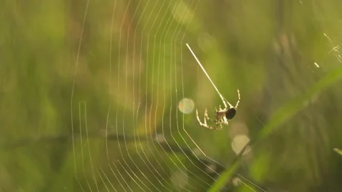 Spider Building Orb Web in Morning Backlight Near Ground, Closeup Stockbeeldmateriaal 343544322