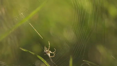 Spider Building Orb Web in Morning Backlight Near Ground, Closeup 库存影片 343544717