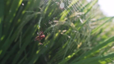 Spider building spider web  動画素材 145248498