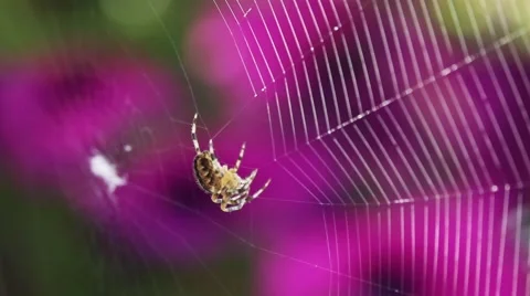 Spider is building a Spiderweb, Close Up. SLOW MOTION 240 fps. 動画素材 67222675